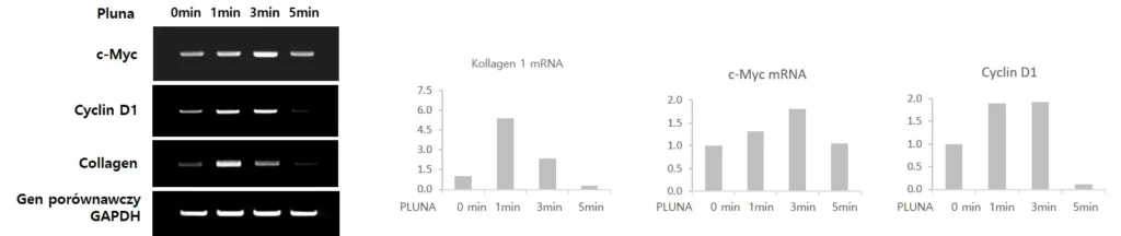Wykresy przedstawiające aktywację genów regenerujących (c-Myc i cykliny D1) po zastosowaniu urządzenia Pluna